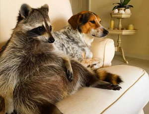 账号批发市场便宜的短信压力测试破解版